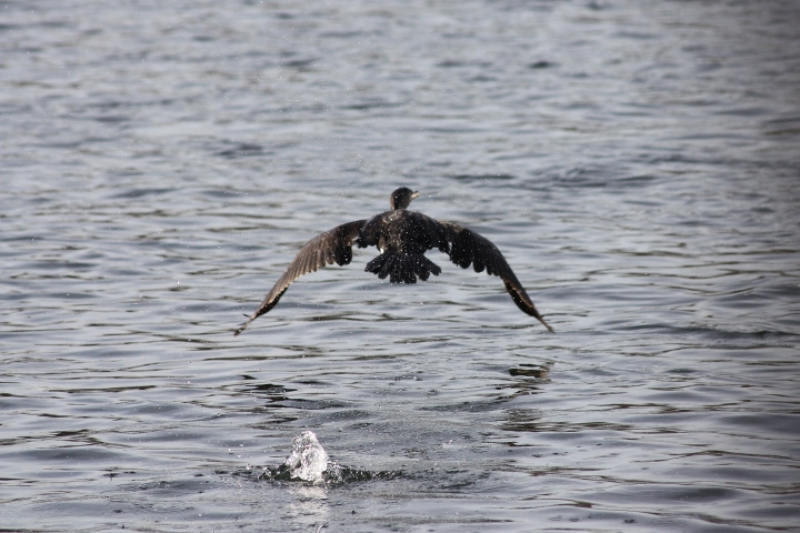 uccelli del fiume Ticino